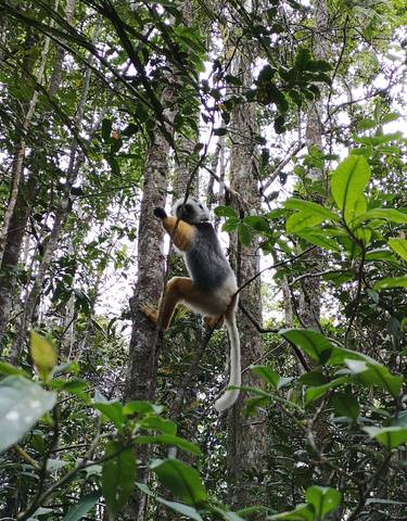 Lemur climbing a tree in a dense forest environment.