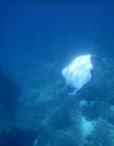 Manta rays swimming underwater.