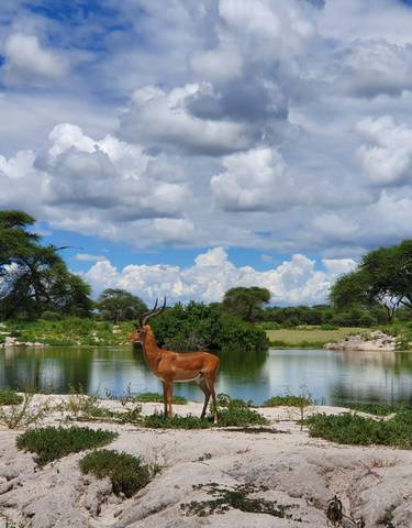 Antelope standing by a water body with a scenic landscape.