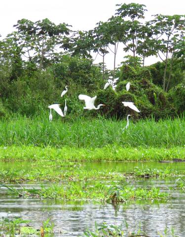 Flock of white birds flying above lush grass.