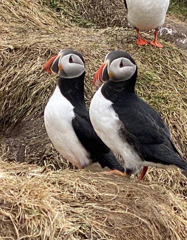 Two puffins perched on a grassy cliff.