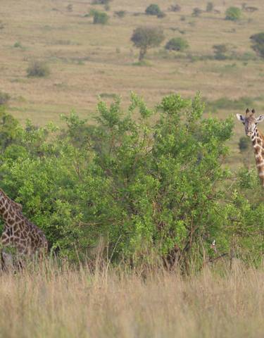 Giraffes among the savannah in a national park.