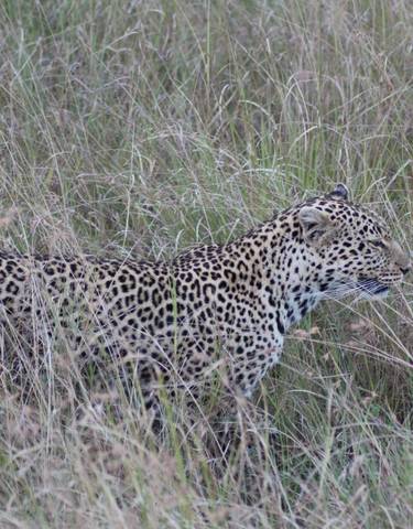 Leopard walking through tall grass.