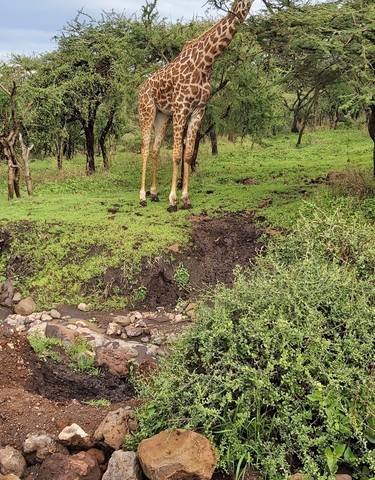Giraffe standing in a lush forest area