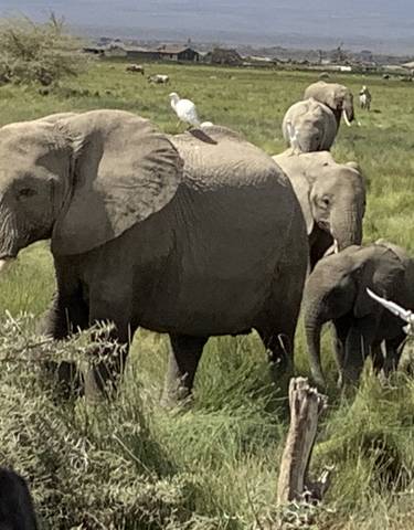 Family of elephants walking with birds at their backs.