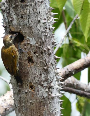 Woodpecker on a tree trunk with lush greenery in the background.