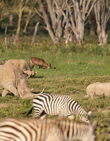 Rhino with a calf and zebra grazing.