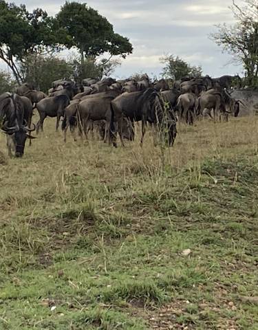 A herd of wildebeest grazing in a field.