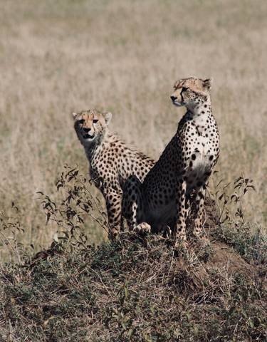 Two cheetahs sitting on a small mound in the savannah.