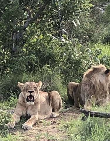 Two lions resting in a grassy area.