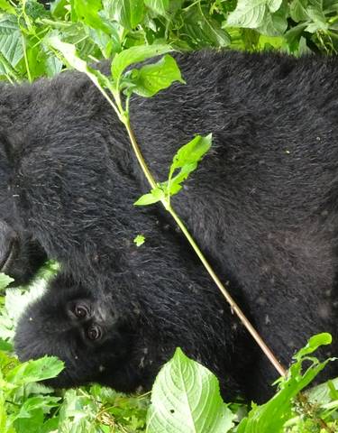 Close-up of a gorilla in a green forest.
