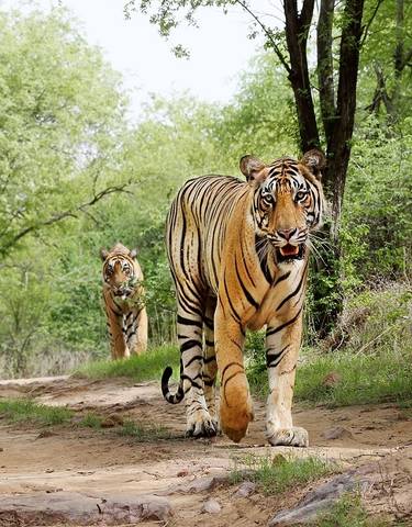 A Bengal tiger walking along a path in a forest.