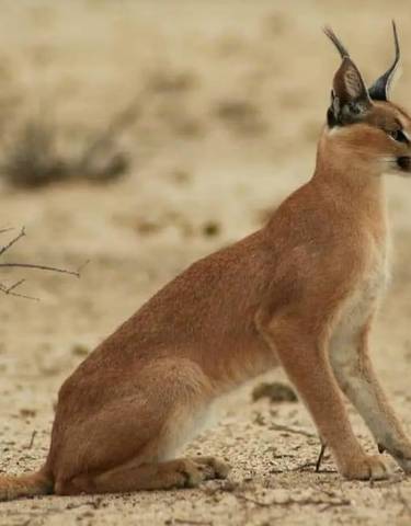 A caracal standing alert in a desert landscape.