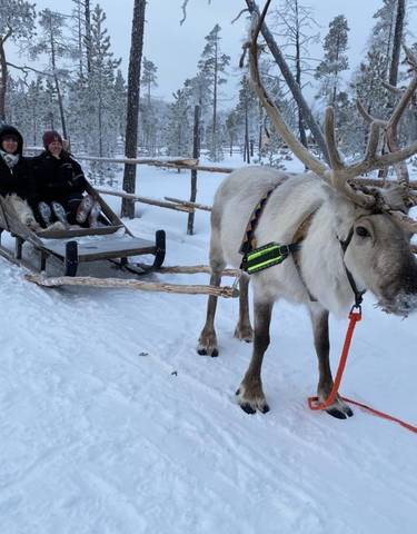A reindeer pulling a sled with two people in a snowy landscape.