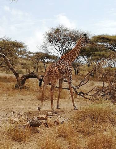 Giraffe standing in a savannah with acacia trees.