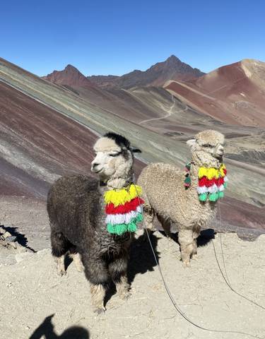 Two alpacas with colorful decorations standing on Rainbow Mountain.
