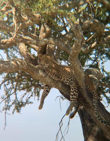 Leopard resting on tree branches.