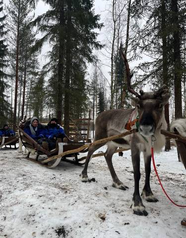 Reindeer pulling a sled through snowy forest.
