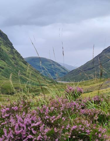 A vista of a valley with wildflowers in the foreground.