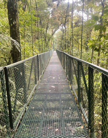 Long suspension bridge through dense forest.