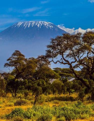 Panoramic view of a mountain landscape with acacia trees in the foreground.