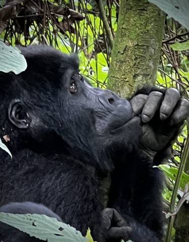 Gorilla resting against a tree.