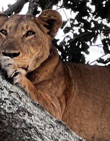 Lion resting on a tree branch.
