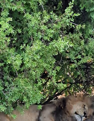 Lion resting under a bush.
