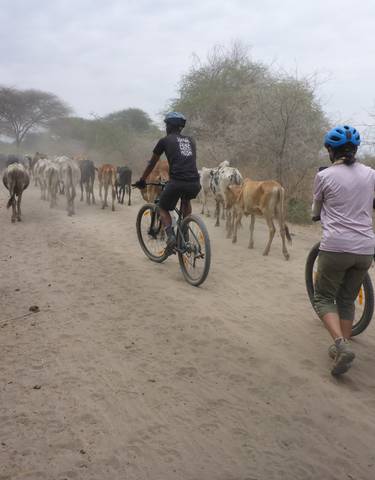 A herd of cattle being guided by people on bikes.