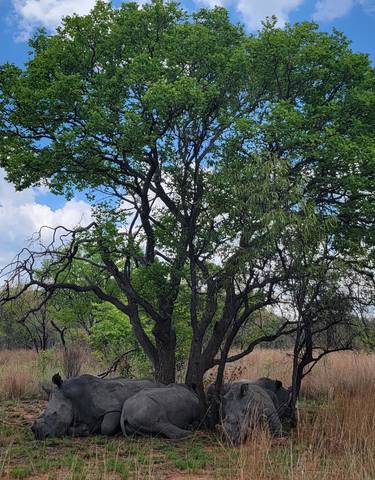 Two rhinoceroses resting under a tree in a savannah.