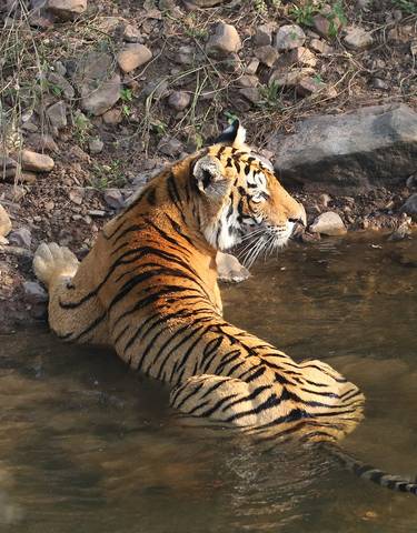 Tiger lounging in a shallow stream.