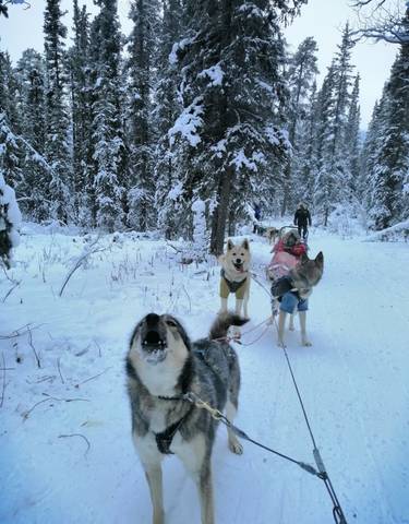 Dogs pulling sleds through a snowy forest trail.