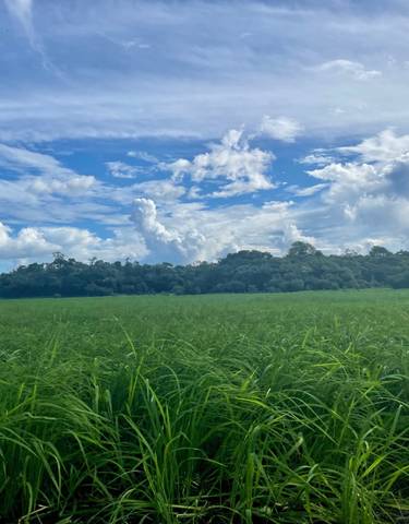 Open field with green grass and a sky filled with clouds.