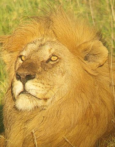 Lion resting on grass with a majestic mane.