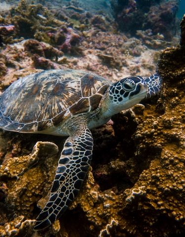 Underwater photo of a sea turtle near coral.