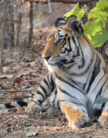 Tiger lying on forest floor
