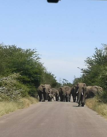 Herd of elephants walking down a road.