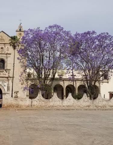 Historic church with purple flowering trees.