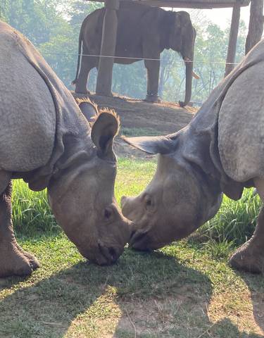 Two rhinos facing each other with an elephant in the background.