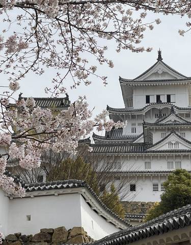 Cherry blossoms in front of Himeji Castle.