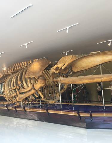 Whale skeleton exhibit in a museum with people observing.