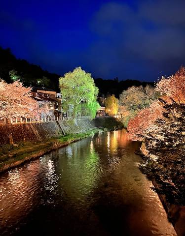 Illuminated cherry blossoms by a river at night in Takayama, Japan.