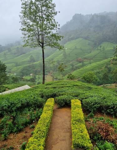 Lush green tea plantation with rolling hills.