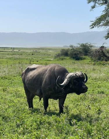 Buffalo standing in a grassy field with mountains.