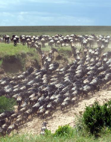 Wildebeest migration on a dusty savannah.