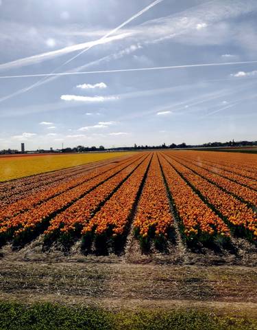 Expansive field of tulips in various colors.