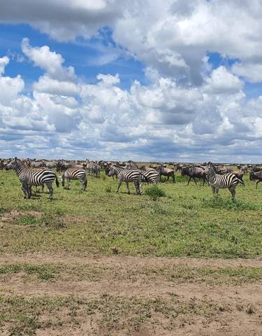 A herd of zebras and wildebeests grazing on a vast grassland under a clear blue sky.