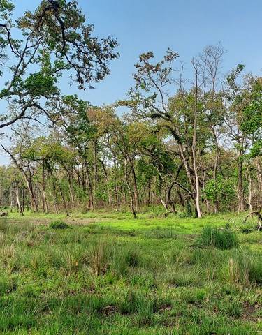 A vibrant forest with green grass and trees