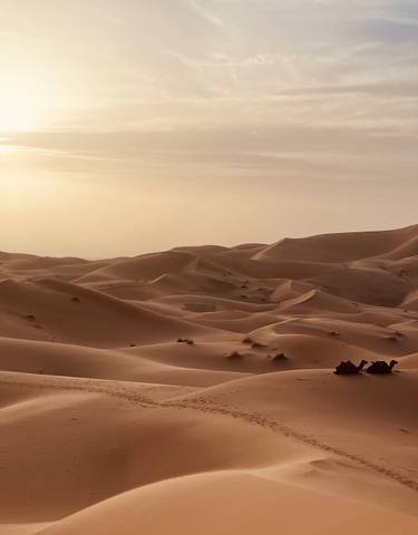 Vast desert with rolling sand dunes at sunset.