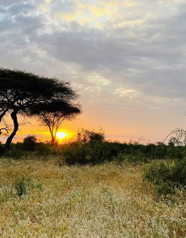 A sunset over a savannah landscape with acacia trees.